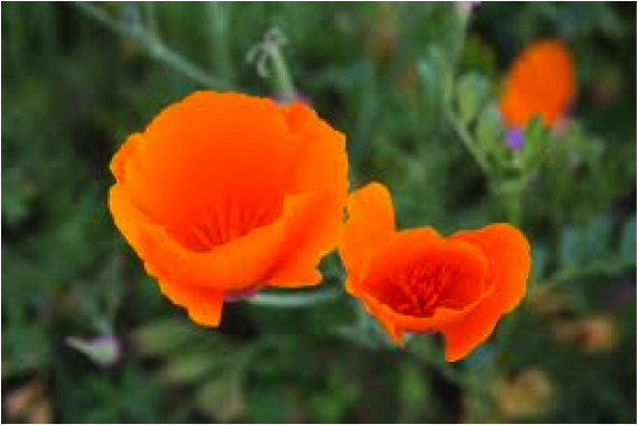 California Poppy