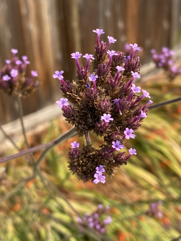 purpletop vervain