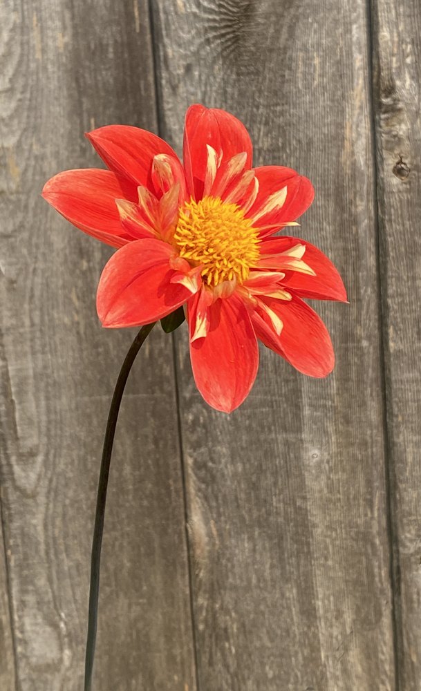 The single blooms of Dahlia ‘Pooh’s Seedling’ are open for pollinators to land on.