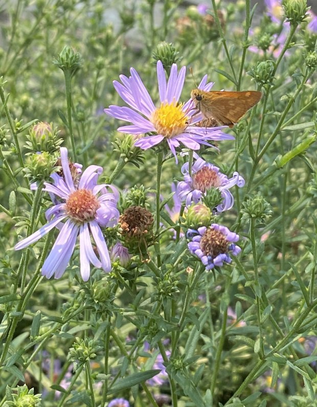 A Woodland Skipper butterfly